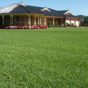TURF GRASS - 'SAPPHIRE' BUFFALO
