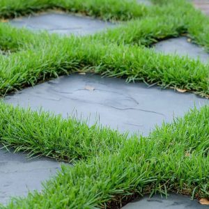 TURF GRASS - EMPIRE ZOYSIA