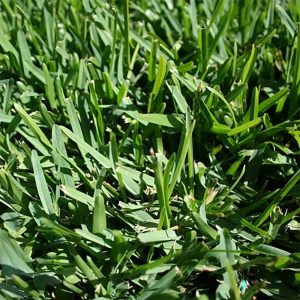 TURF GRASS - SIR WALTER BUFFALO