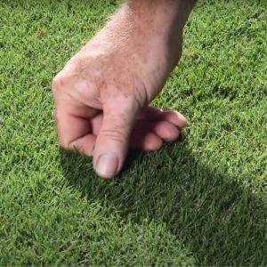 TURF GRASS - TIF TUF